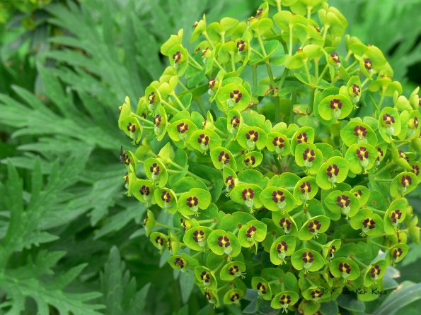 Bois des Moutiers (87) Mai 2012